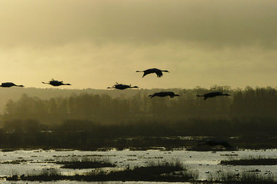 Common Crane - Trane - Grus grus