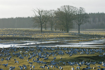 Common Crane - Trane - Grus grus
