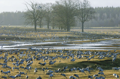 Common Crane - Trane - Grus grus