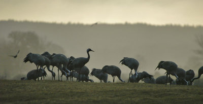 Common Crane - Trane - Grus grus