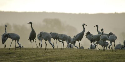 Common Crane - Trane - Grus grus