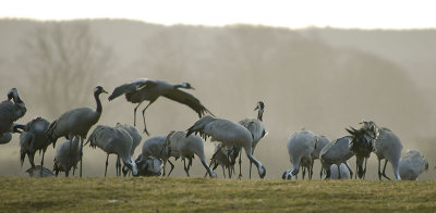 Common Crane - Trane - Grus grus