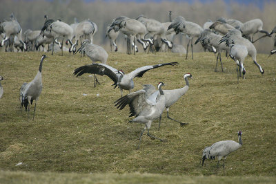 Common Crane - Trane - Grus grus