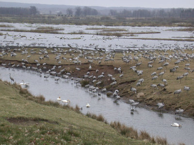 Common Crane - Trane - Grus grus
