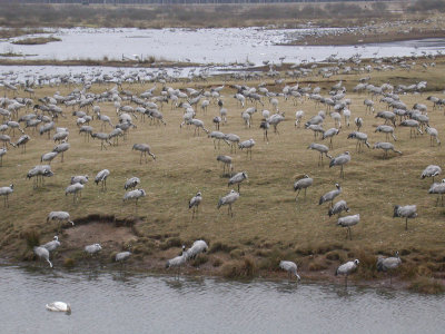 Common Crane - Trane - Grus grus
