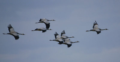Common Crane - Trane - Grus grus