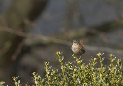 Wren - Gærdesmutte - Troglodytes troglodytes