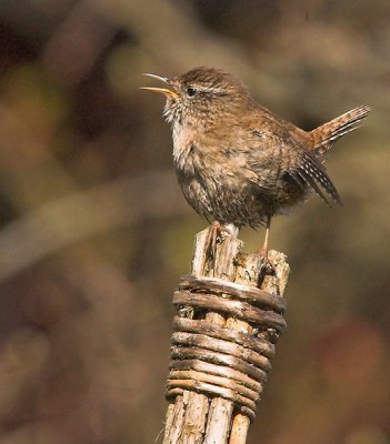 Wren - Gærdesmutte - Troglodytes troglodytes
