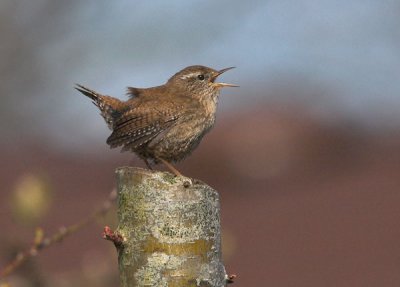 Wren - Gærdesmutte - Troglodytes troglodytes