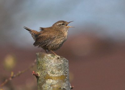 Wren - Grdesmutte - Troglodytes troglodytes