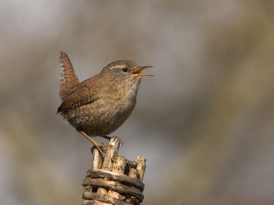 Wren - Gærdesmutte - Troglodytes troglodytes