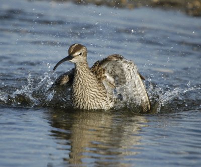 Whimbrel - Numenius phaeopus - Lille Regnspove