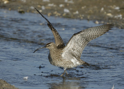 Whimbrel - Numenius phaeopus - Lille Regnspove