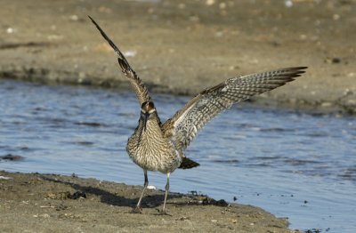 Whimbrel - Numenius phaeopus - Lille Regnspove
