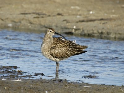 Whimbrel - Numenius phaeopus - Lille Regnspove
