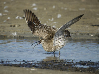 Whimbrel - Numenius phaeopus - Lille Regnspove