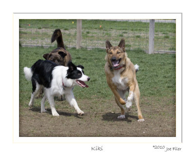 Kiki runs at the dog park