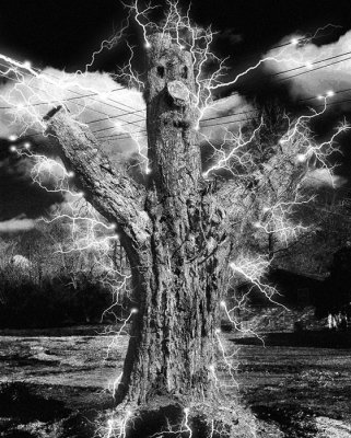 scary-tree.jpg