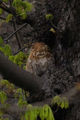 Tawny Owl Adult