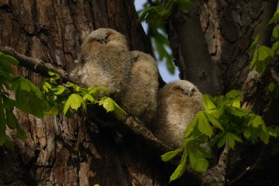 3 Tawny Owlets