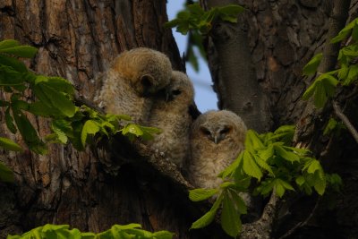 3 Tawny Owlets