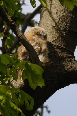 The 4th (oldest?) Tawny Owlet