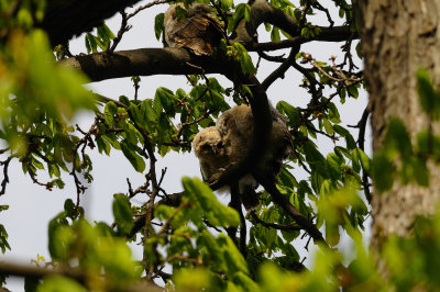 3 Tawny Owlets & Adult