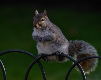 Other Birds & The Obligatory Squirrel