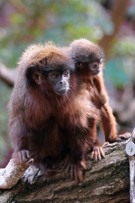 Red Titi Monkeys (Adult and baby)