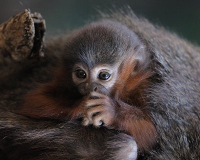 Baby Red Titi Monkey