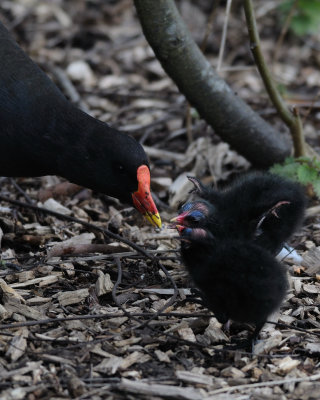 Moorhen with chicks