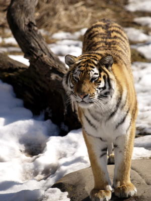 Tiger cub.