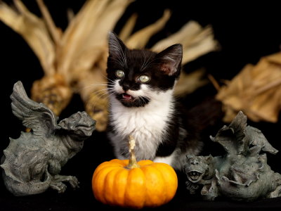 Vampire kitten.