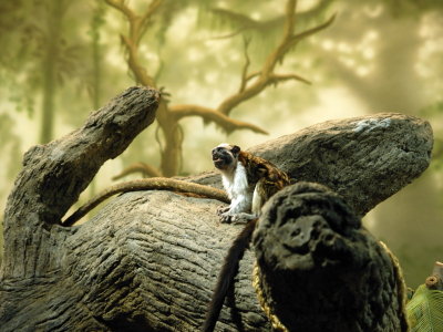 olympus_safari