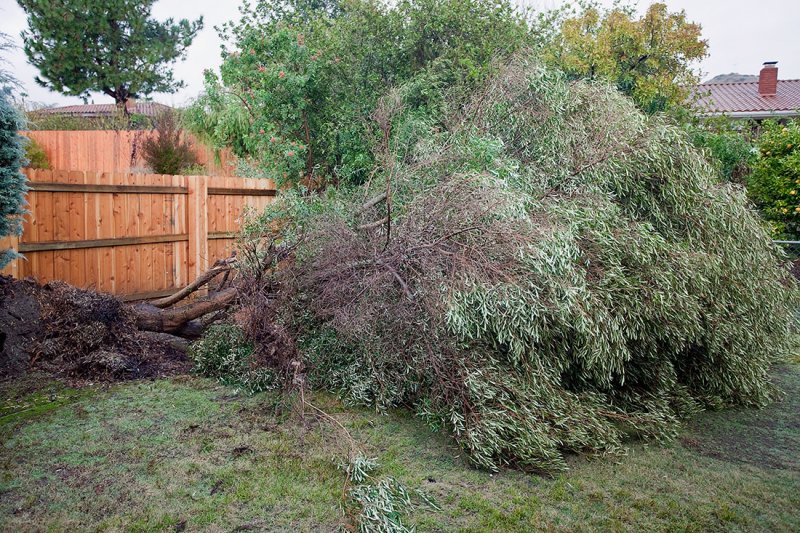 Scratch One Tree