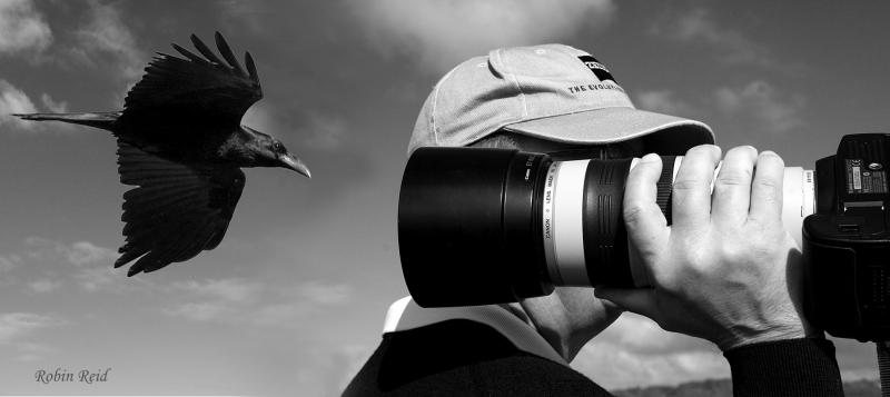 The Birder