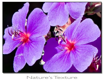  Nature's Texture