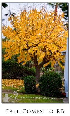 Fall Comes to Rancho Bernardo