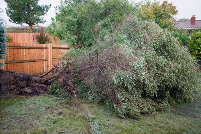 Scratch One Tree