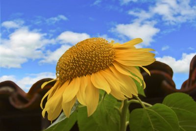 Sunflower Improved