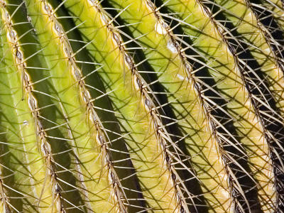 February 25:  Barrel Cactus