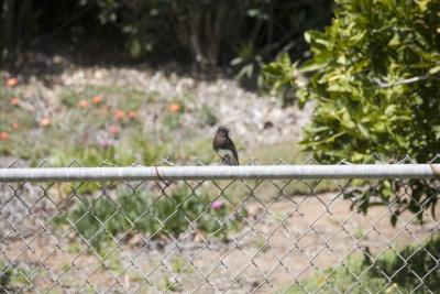 On The Fence