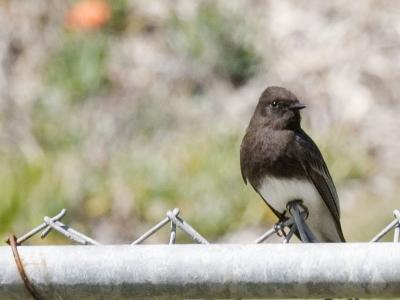 Bird on A Wire