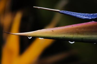 Bird of Paradise - Up Close