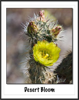 Desert bloom