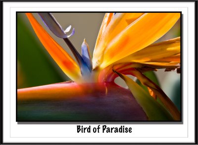 Bird of Paradise
