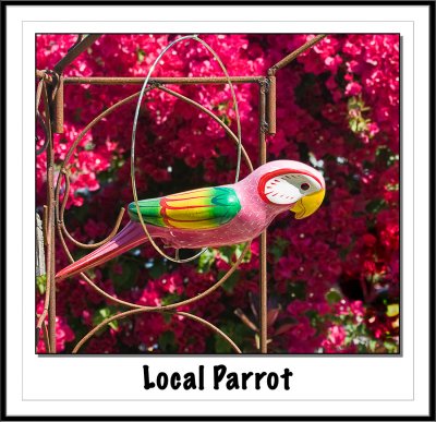 Local Parrot