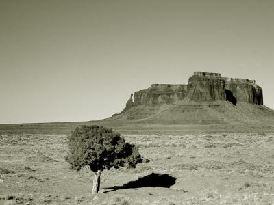 The Last Tree