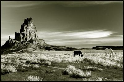 Two horses