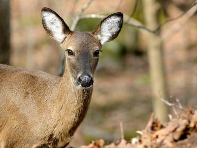 Deer 2